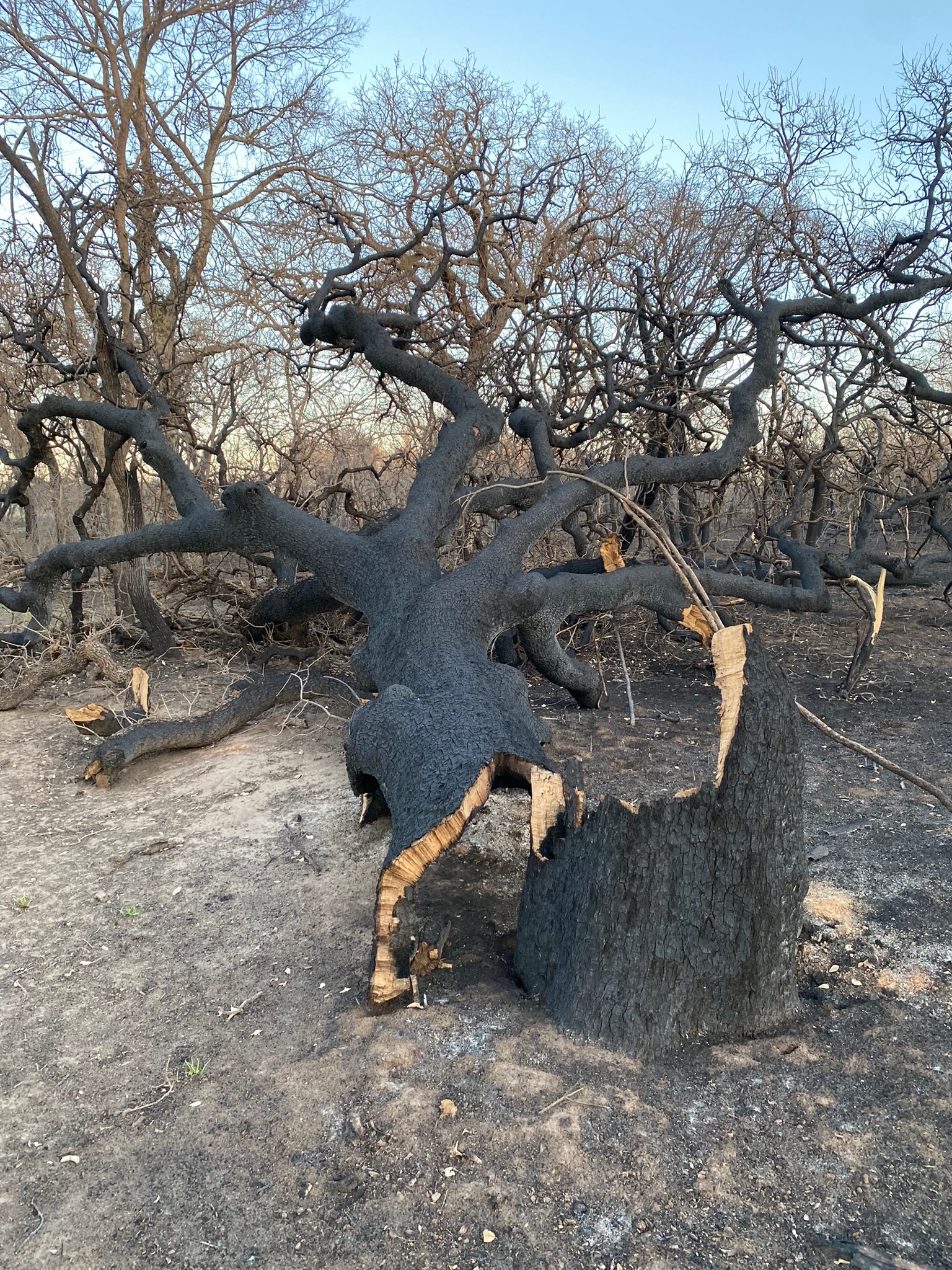 Eastland Complex Fires — field photo