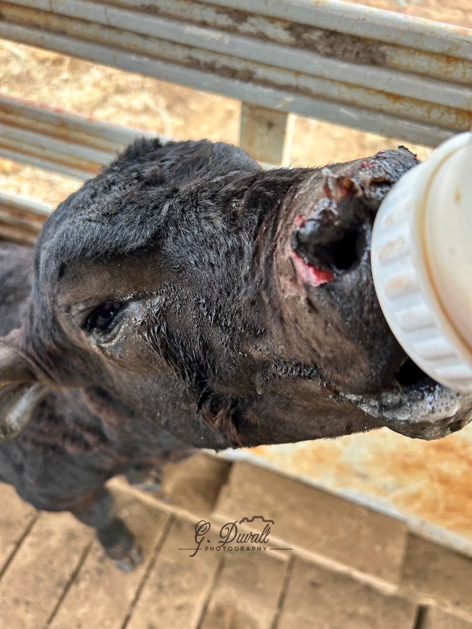 Livestock Recovery